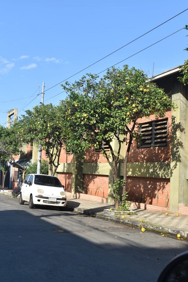 Los árboles cítricos son recomendados para las veredas.