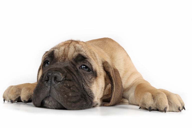 Perro cansado, acostado.