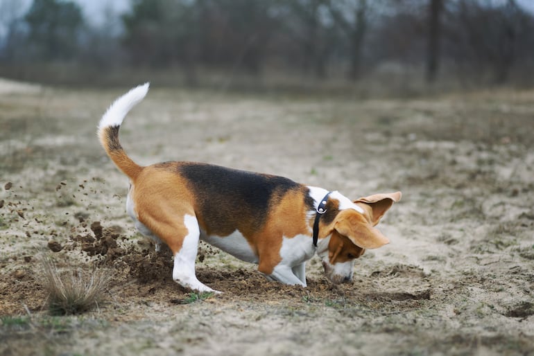 Perro de la raza beagle, conocido por ser terco.