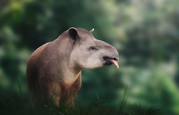 Tapir de baja tierra (Tapirus terrestres) o Tapir sudamericano.