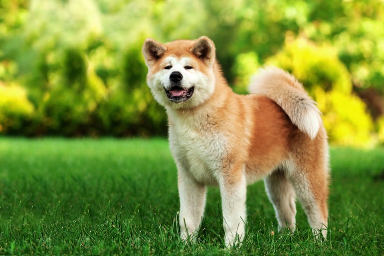 Perro de la raza akita.