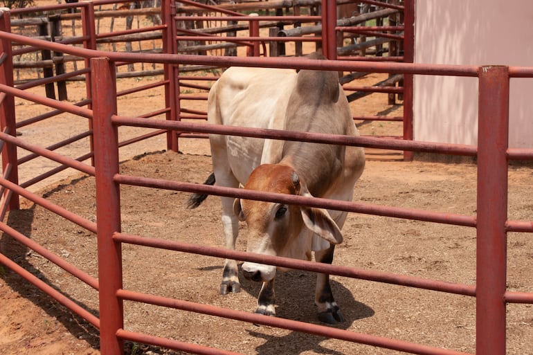 Remates ganaderos: un negocio que va desde G. 15 millones hasta G. 3.000 millones