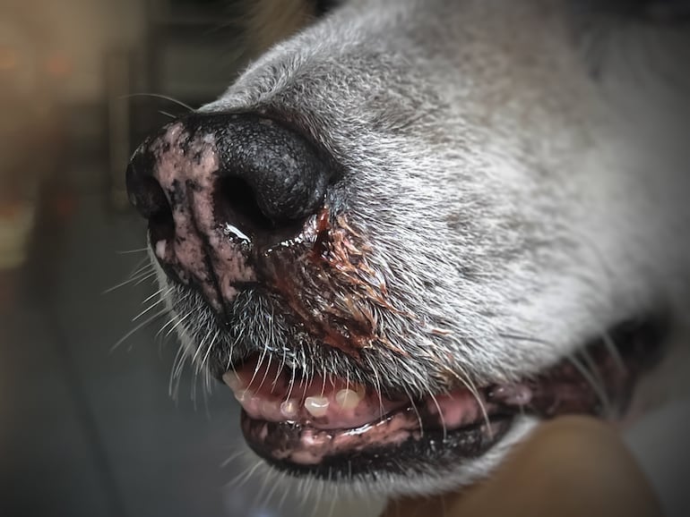 Hocico de un perro.