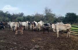 Animales vacunos de una estancia, tras las lluvias registradas en la zona.