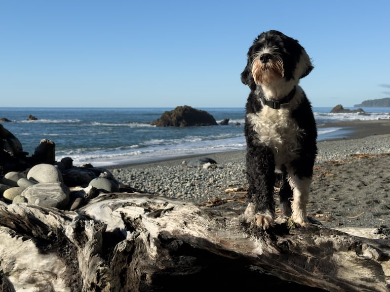 Perro de agua portugués.