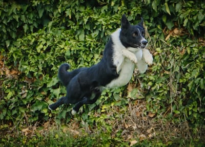 Perro de la raza border collie.
