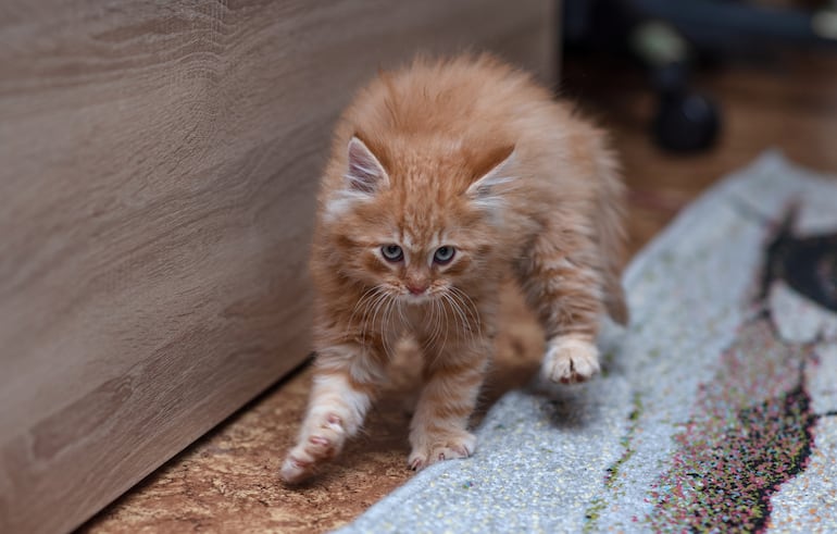 ¿Qué significa que un gato erice el pelo?