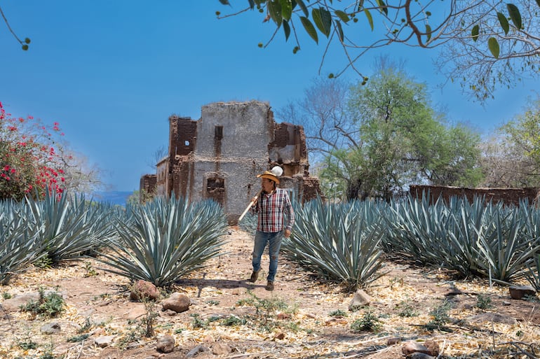 Jimador en el pueblo de Tequila, México.