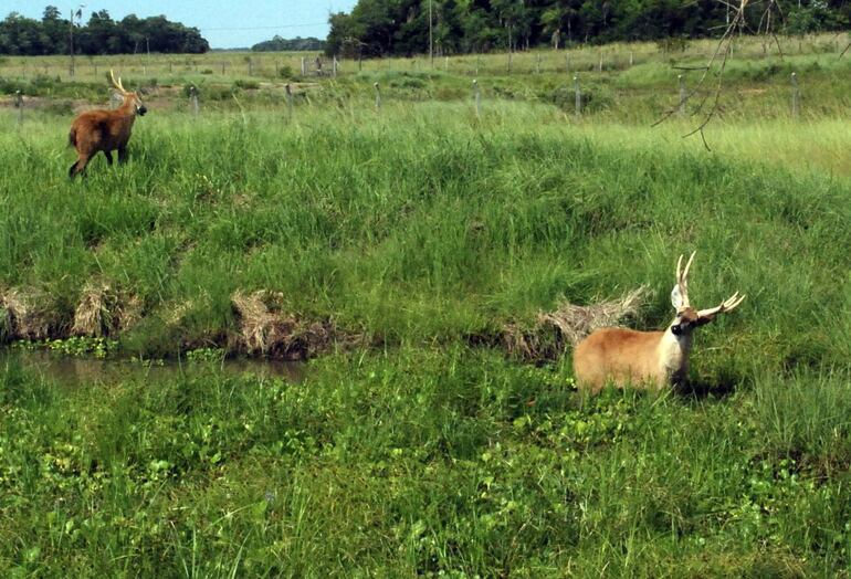 Guazu Puku, Blastocerus dychotomus (ciervo de los pantanos)