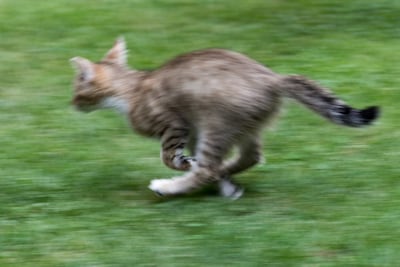 Cuando un gato sale disparado por el pasillo, trepa al sofá y cambia de dirección como si persiguiera algo invisible, lo más probable es que esté teniendo un episodio de actividad frenética aleatoria, conocido popularmente como zoomies.