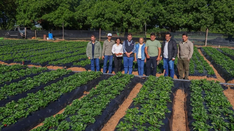 La producción de frutillas se fortalece en Ypacaraí.
