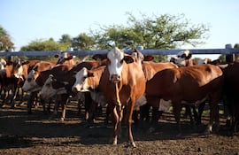 Paraguay cuenta con aproximadamente 12,8 millones de cabezas de ganado vacuno. Con ese stock, la tasa de extracción ronda el 19%