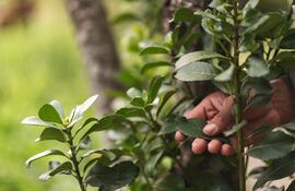 La yerba mate es un producto muy consumido en nuestro país.