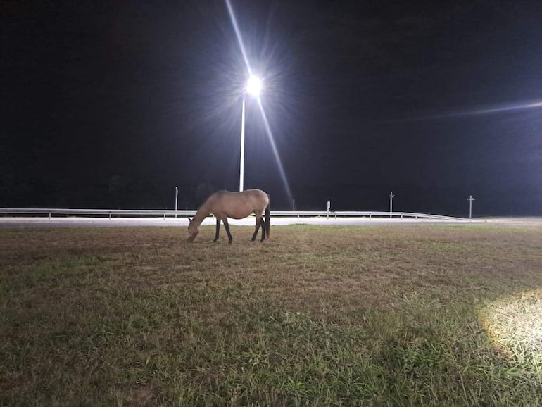Caballo pastando en área iluminada con césped verde, en un entorno oscuro sin edificaciones visibles.