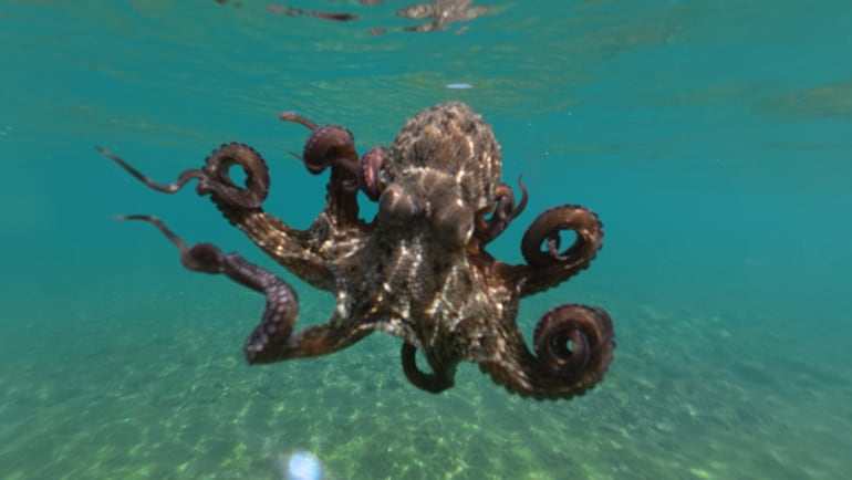 Pulpo, imagen ilustrativa.