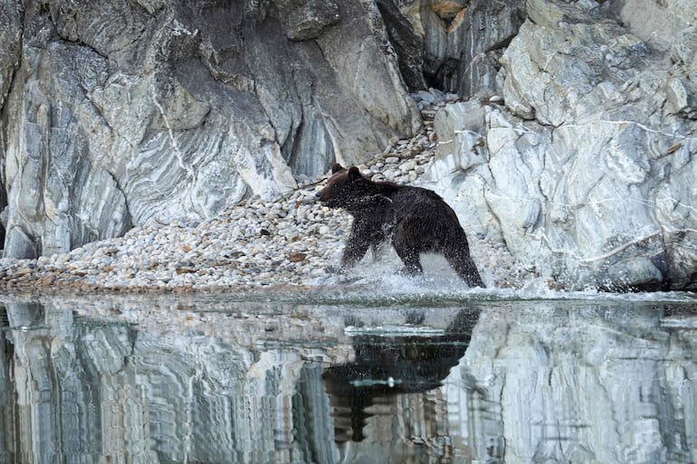 Esta fotografía, tomada en abril de 2026 y facilitada por el Parque Nacional Zapovednoye Pribaikalye, muestra un oso pardo en el área protegida.