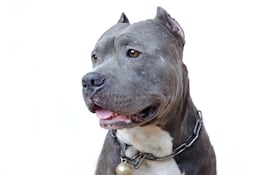 Perro de raza pitbull.