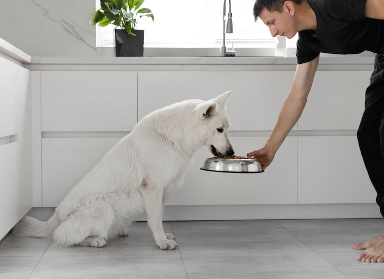 Perro y su plato de comida.