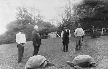 La tortuga Jonathan (izquierda) con otra tortuga gigante (año 1886).