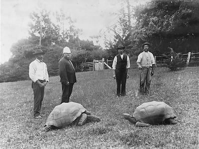 La tortuga Jonathan (izquierda) con otra tortuga gigante (año 1886).