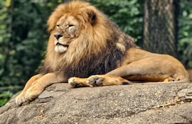 León.