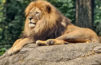 León.