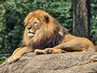 León.