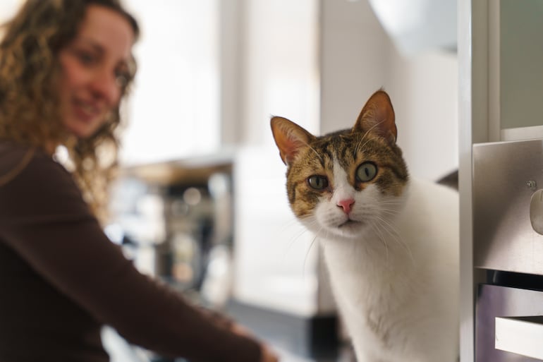 Gato de pelo corto mira sorprendido a la cámara y su humana sonríe detrás.