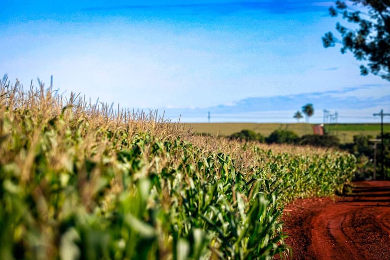 Campo de maíz verde bajo un cielo azul claro, con árboles y líneas eléctricas al fondo.