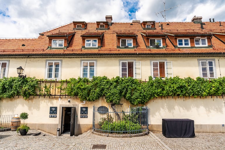 Maribor, Eslovenia. La vid Zametovka de más de 400 años que crece fuera de Old Vine House, reconocida como la vid más antigua del mundo, a lo largo de la orilla del río Cuaresma.