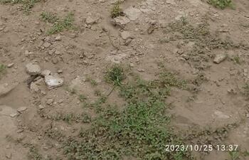 La histórica sequía que a la par atraviesa el río esto afectó no solo a los habitantes locales si no también impactó profundamente en la fauna silvestre, bovina e íctica de la zona.