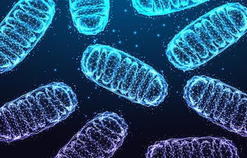 Mitocondrias bajo la lupa, imagen ilustrativa.