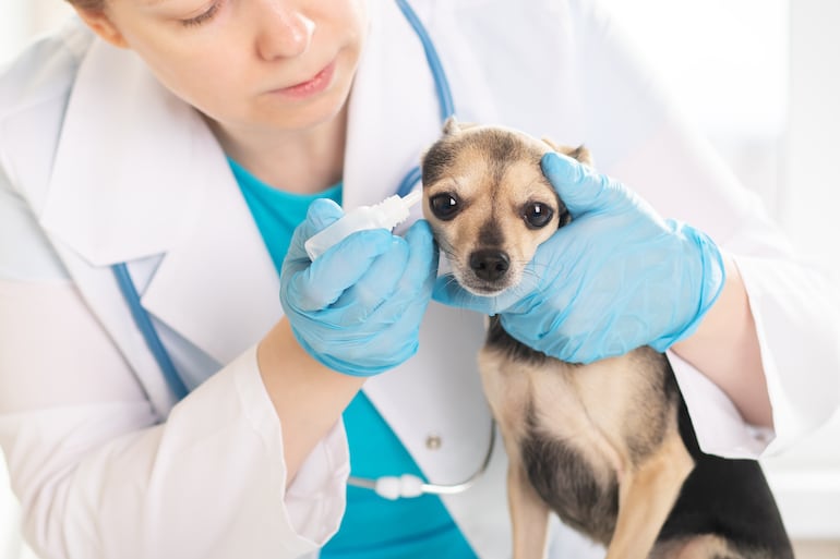 Otitis y problemas de piel: primeras alergias en los cachorros - Mascotas