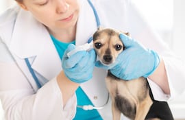 Cachorro con otitis, imagen ilustrativa.