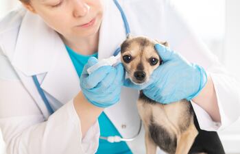 Cachorro con otitis, imagen ilustrativa.