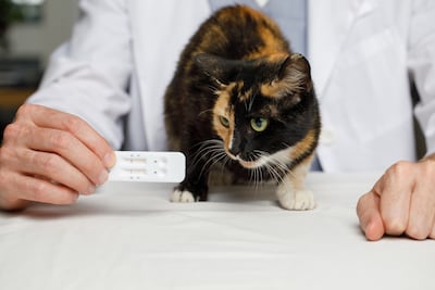 Gato mira la prueba rápida para detección del virus felino en la mano del veterinario.
