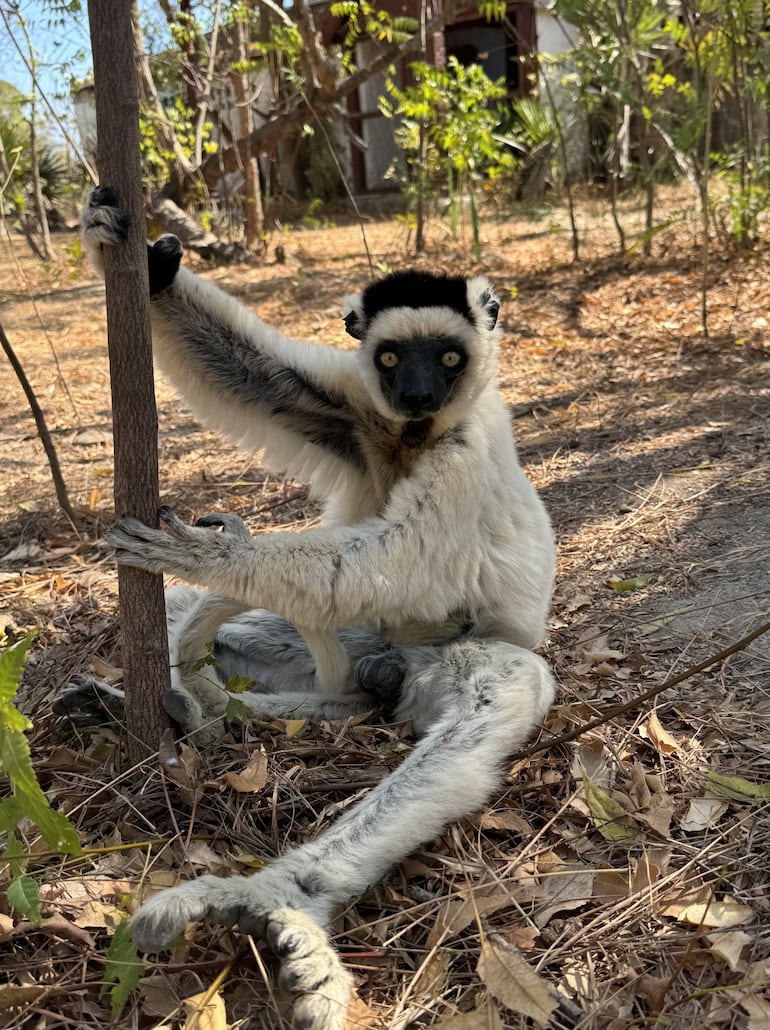 Lémur Sifaka.