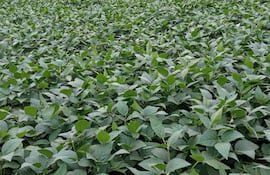 El “shimogoe”, que significa literalmente “abono procedente del trasero de una persona”, es barato, ecológico y proviene de una tradición centenaria de Japón que gana popularidad ante la subida de los precios de los fertilizantes por la guerra en Ucrania.