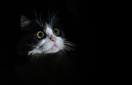 Miedos y fobias en las mascotas.