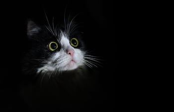 Miedos y fobias en las mascotas.