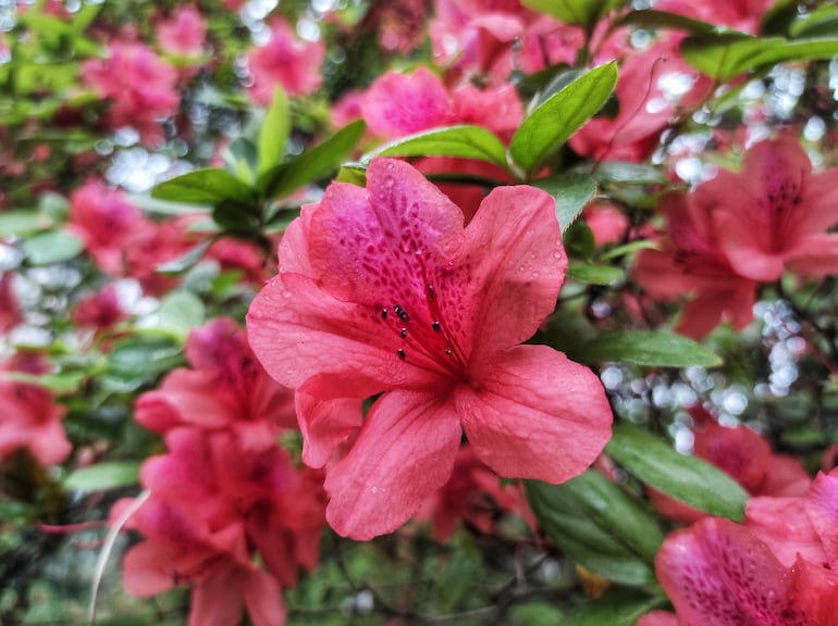 Azalea