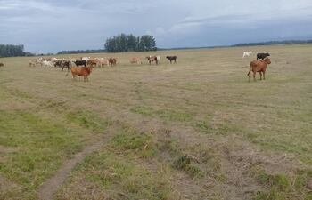 Yegreños denuncian ser víctimas de la "Industria del abigeato".
