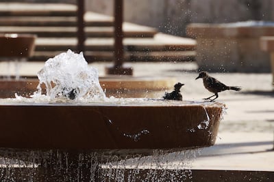Aves se refrescan en una fuente de agua (foto ilustrativa).