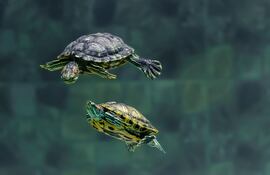 Tortugas en un acuario.