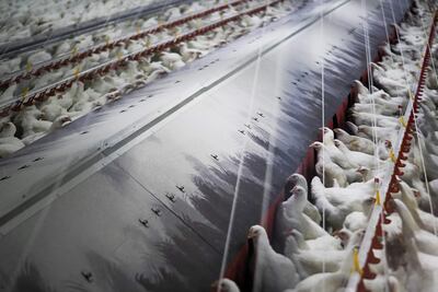 Gallinas en una sala comedero en granja en Palas de Rei, Lugo.