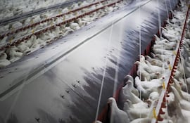 Gallinas en una sala comedero en granja en Palas de Rei, Lugo.