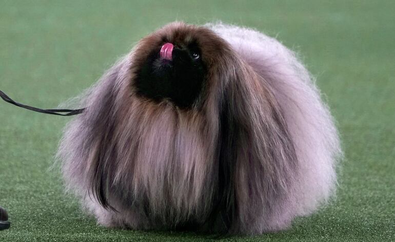 Perro pekinés.
