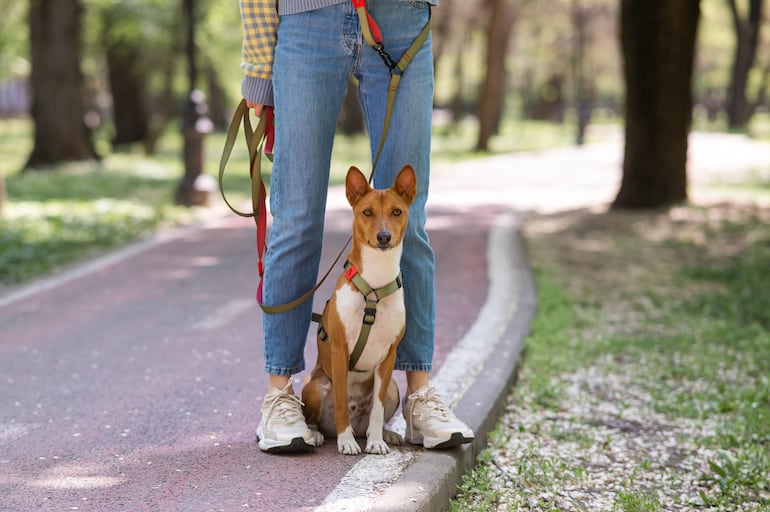 Perro de la raza basenji.