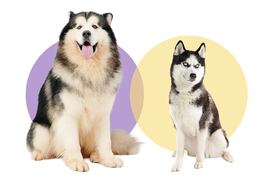 Alaskan Malamute y Husky Siberiano.