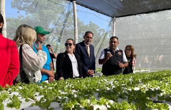 Cultivo de lechuga hidropónica en la Penitenciaría Nacional de Tacumbú.